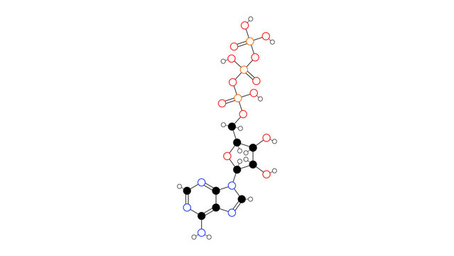 atp molecule, structural chemical formula, ball-and-stick model, isolated image energy carrier molecule
