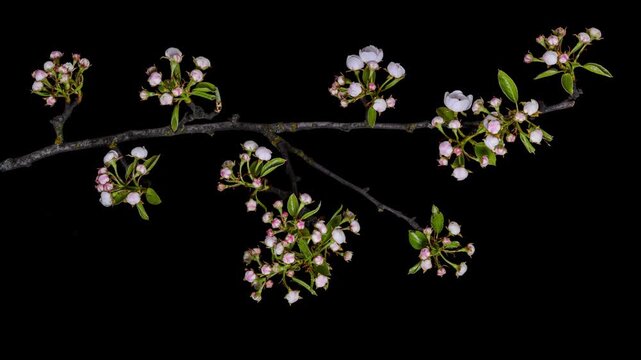 pear tree blossoms time lapse