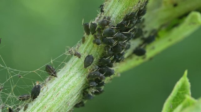 aphids hanging on a plant stem sucking