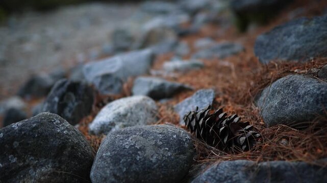 Exploring a forest trail with pine cones and smooth rocks on the ground in soft light during the evening hours