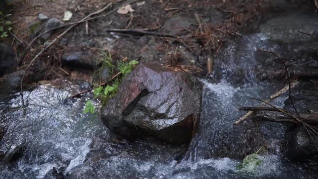 Water flows over rocks in a stream surrounded by leaves and twigs in a forest during daylight