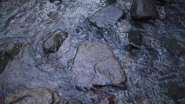 Water flows over rocks in a stream located in the forest during a cloudy day