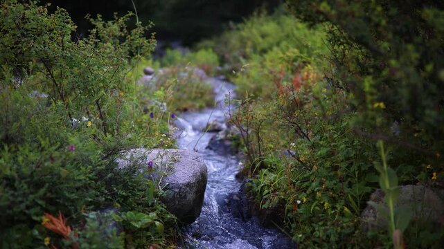 Flowing water moves through plants and rocks in a natural setting near the mountains during daytime
