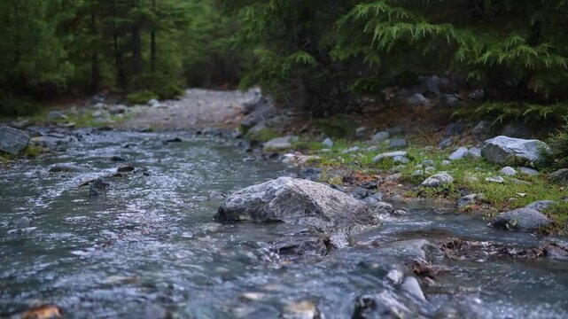 Explore a stream flowing through a forest with rocks and green trees in a natural setting