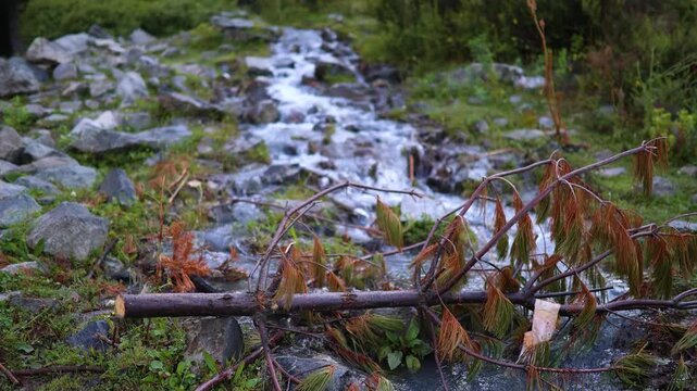 Water flowing over rocks near a fallen branch and greenery in a forest setting during a cloudy day