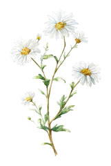 Fototapeta premium PNG Delicate watercolor daisy illustration.