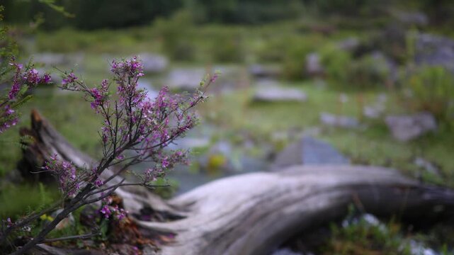 Colorful flowers grow near a fallen tree trunk in a green forest during daylight