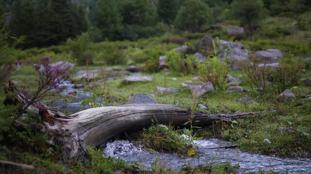 Nature flows through a green area with a stream and logs near the mountains in the afternoon
