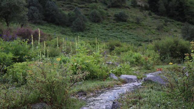 Nature walk along a small stream with plants and trees in a green area during the day