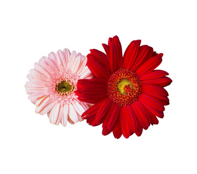 Red and Pink Gerbera Flower Arrangement Transparent Background for Wedding Card, Wedding Decoration, Wedding Ornament, Wedding Invitation, Greeting Card and many more.
