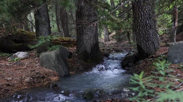 Enjoy flowing water near trees in a forest during a sunny day with clear blue sky