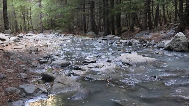Explore a rocky stream in the forest during a sunny afternoon with flowing water and calm trees around