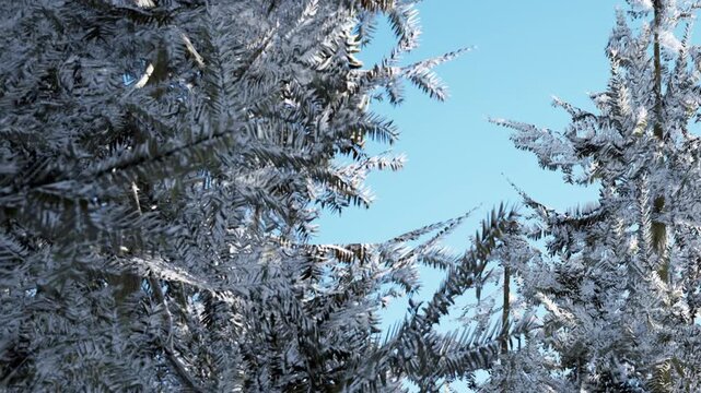 Frost coats tree branches in a winter landscape. The sky shows a bright blue color without any clouds. The scene captures the beauty of nature in cold weather.