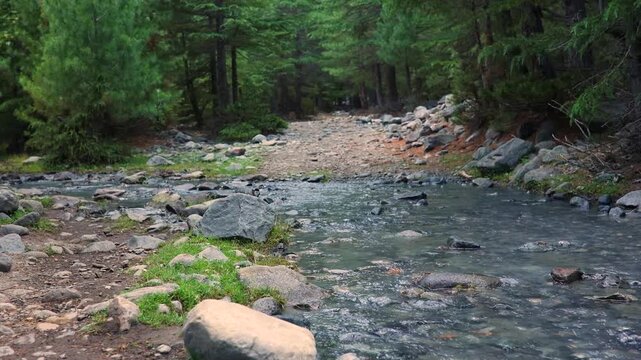 Water flows along a rocky path in a forest with trees in the background on a cloudy day