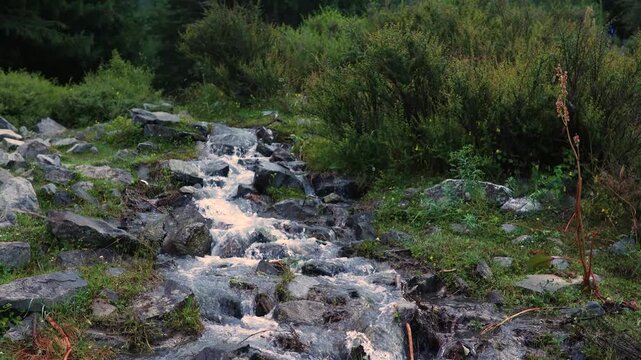 Water flows over rocks in a stream surrounded by green plants and trees on a cloudy day in nature