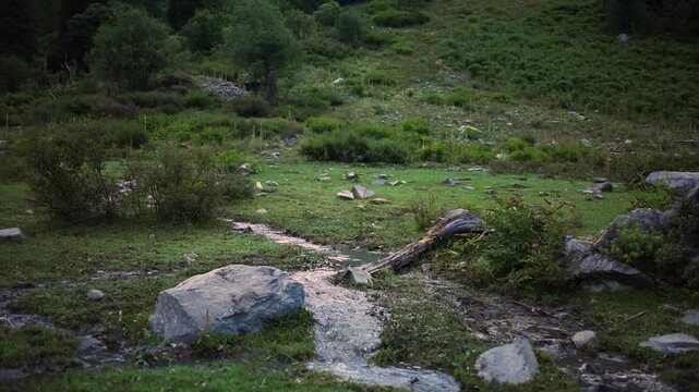Nature walk in a green valley with rocks and shrubs at dusk