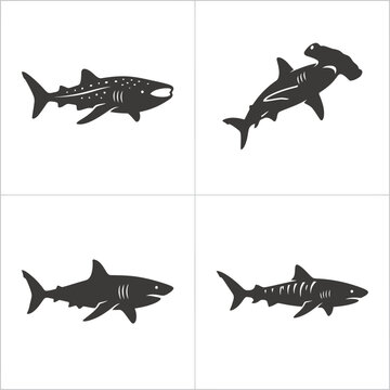 Silhouette of a shark fish.
