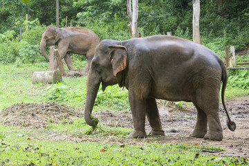 Obraz premium Young elephant eating grass in tropical sanctuary with another elephant in background, calm natural scene with green foliage and wooden fencing