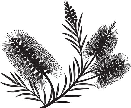 Black and white botanical illustration of a bottlebrush flower branch with bottlebrush botanical illustration silhouette australian ornament