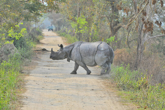 The Indian rhinoceros (Rhinoceros unicornis), also known as the greater one-horned rhinoceros, great Indian rhinoceros or Indian rhino species native to the Indian subcontinent in Kaziranga