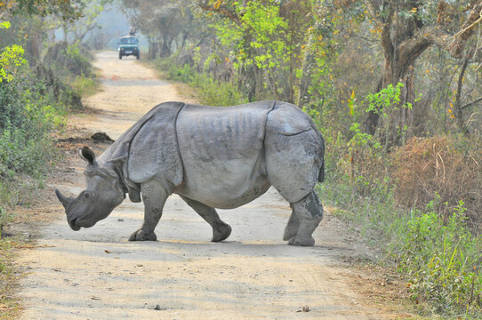 The Indian rhinoceros (Rhinoceros unicornis), also known as the greater one-horned rhinoceros, great Indian rhinoceros or Indian rhino species native to the Indian subcontinent in Kaziranga