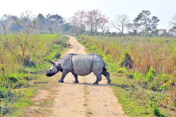 The Indian rhinoceros (Rhinoceros unicornis), also known as the greater one-horned rhinoceros, great Indian rhinoceros or Indian rhino species native to the Indian subcontinent in Kaziranga © robnaw
