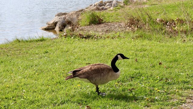 A close view of the goose in the grass.