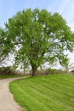 A springtime tree in the countryside.