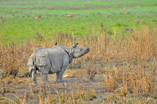 The Indian rhinoceros (Rhinoceros unicornis), also known as the greater one-horned rhinoceros, great Indian rhinoceros or Indian rhino species native to the Indian subcontinent in Kaziranga