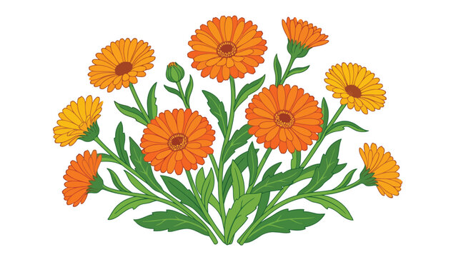 Orange marigold flowers on white background