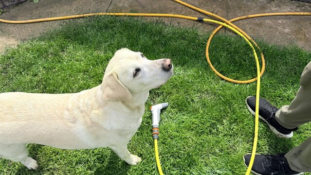 Cream dachshund standing on green lawn beside garden hose and spray nozzle, outdoor home yard care scene, calm pet waiting during watering