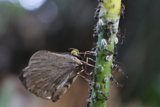 Brown butterfly resting on green stem surrounded by ants and small scale insects, closeup macro showing insect interaction and natural texture in soft background