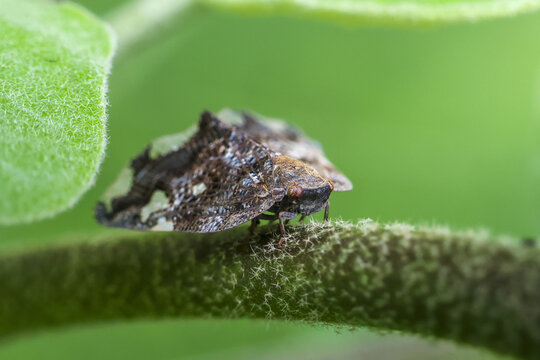 Camouflaged brown treehopper perched on fuzzy green stem among soft leaves, detailed macro insect portrait with natural light and shallow depth of field