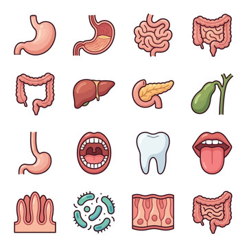 Detailed illustration of human digestive system organs, anatomy, and related microscopic structures.