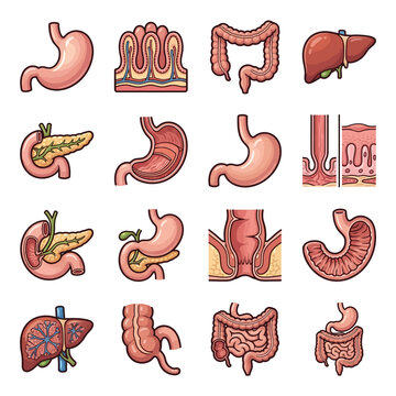 Collection of human digestive system organs and internal structures illustrations.