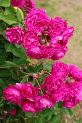 Obraz premium Pink roses, Garden flowers, beautiful roses