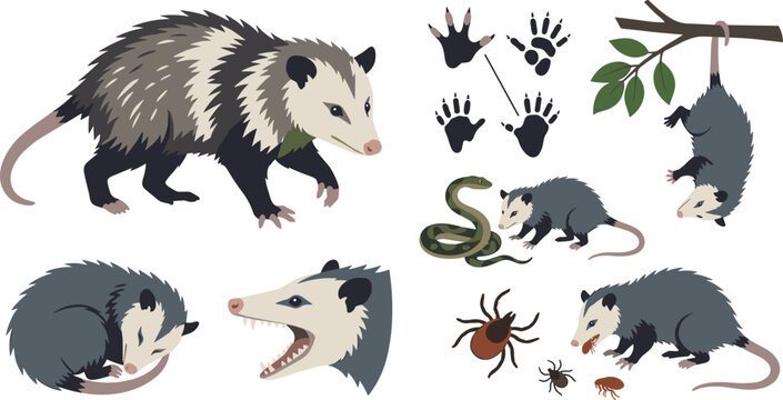 Virginia Opossum Wildlife Illustration Collection Featuring Anatomy Behavior Tracks Predators and Forest Nature Elements Educational Vector Illustration Set