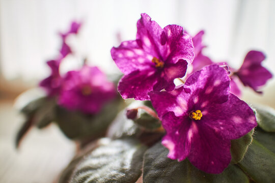 Beautiful purple African violet Phobos variety with vibrant magenta flowers and yellow centers. Indoor houseplant with fuzzy green leaves blooming on windowsill.