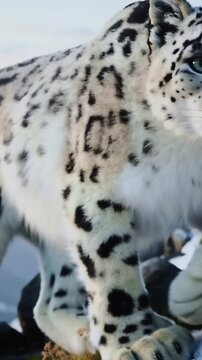 Vertical video: Scanning snow leopard testing foothold and moving right along ridge toward stones