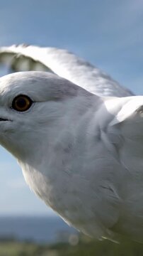 Vertical video: Pushing off white tern leaning forward, launching off leafy branch at coastal hill