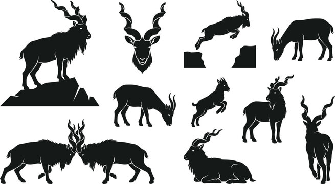 Markhor Silhouette Collection Featuring Wild Mountain Goats in Standing Climbing Fighting Resting and Jumping Poses Black Vector Illustration Set