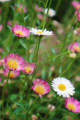 Fototapeta premium Seaside Daisy, Summer flowers, pink and white flowers