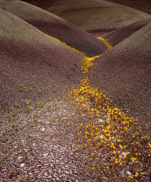 Wildflowers lining gullies in Painted Hills, Oregon