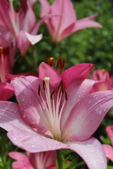 Obraz premium Pink lilies with raindrops bloom in the garden