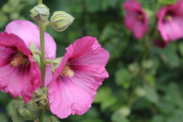 pink mallow flowers, flowers of Ukraine © Iryna