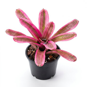 Neoregelia Volcano Variegated miniature bromeliad with vivid pink striped foliage in black nursery pot, potted houseplant on white background