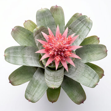 Aechmea Pink Star bromeliad pink starburst flower with silver green leaf rosette, top view blooming urn plant isolated on white background