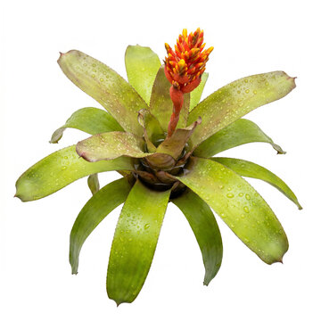 Aechmea Orange Torch bromeliad with vivid orange yellow flower spike and green foliage, blooming plant isolated on white background