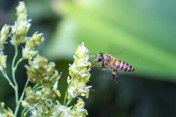 Honeybee on green flower bee collecting pollen close up insect pollination action flying bee macro nature photography green background spring scene floral detail outdoor environment © CoreRock