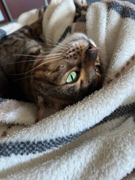 Relaxed domestic cat with bright green eyes lying on its back on a soft blanket and looking toward the camera.